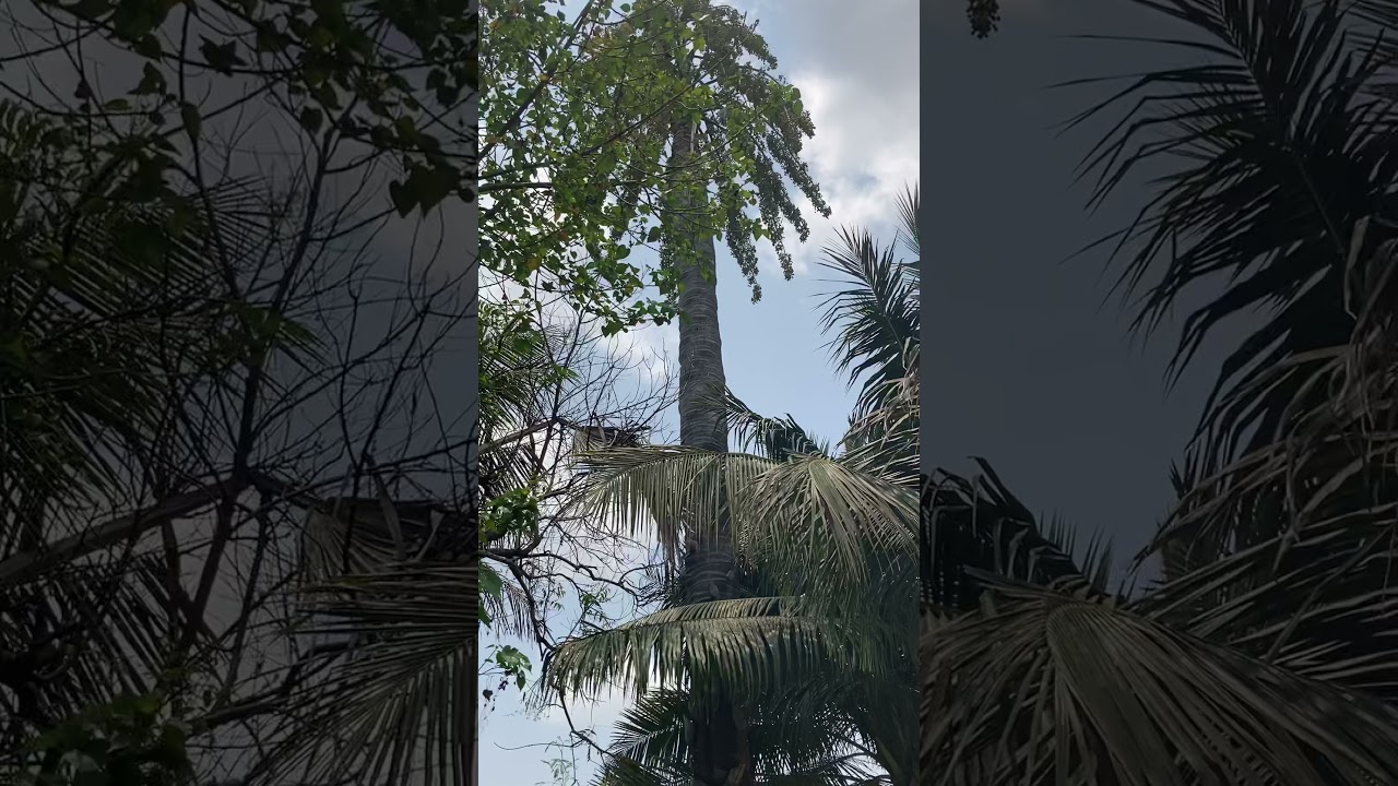 Corypha umbraculifera