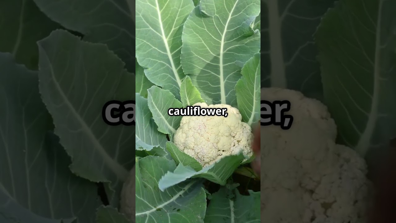 Broccoli: The Man-Made Marvel! 🥦