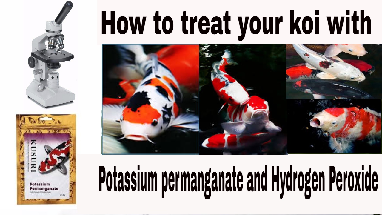 potassium permanganate koi pond treatment YouTube
