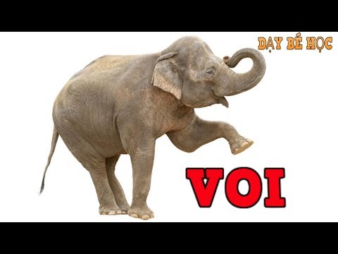 Video Dạy bé học con vật | Bé nhận biết động vật hoang dã... - youtube