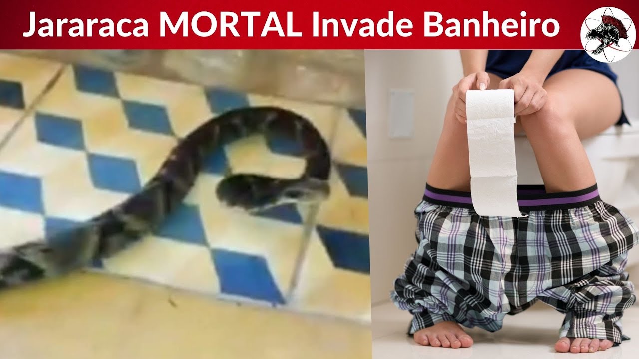 Jararaca MORTAL Invade banheiro @TVGALENAGuaratingueta | Biólogo Henrique o Biólogo das Cobras