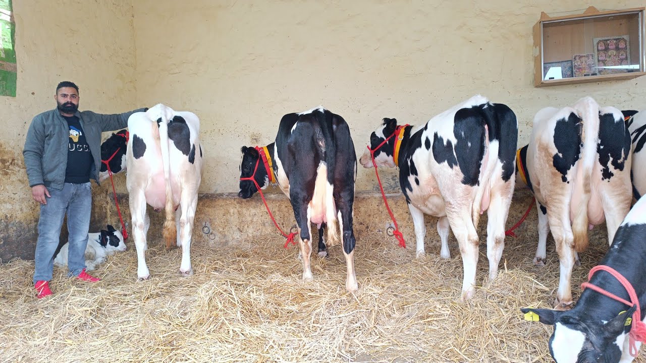 Samad Cow ਗਾਵਾਂ ਵਿਕਾਊ ਸੈਦੋਕੇ ਵਾਲੇ ਕਾਲੇ ਕੋਲ, Cows for Sale in Saidoke - YouTube