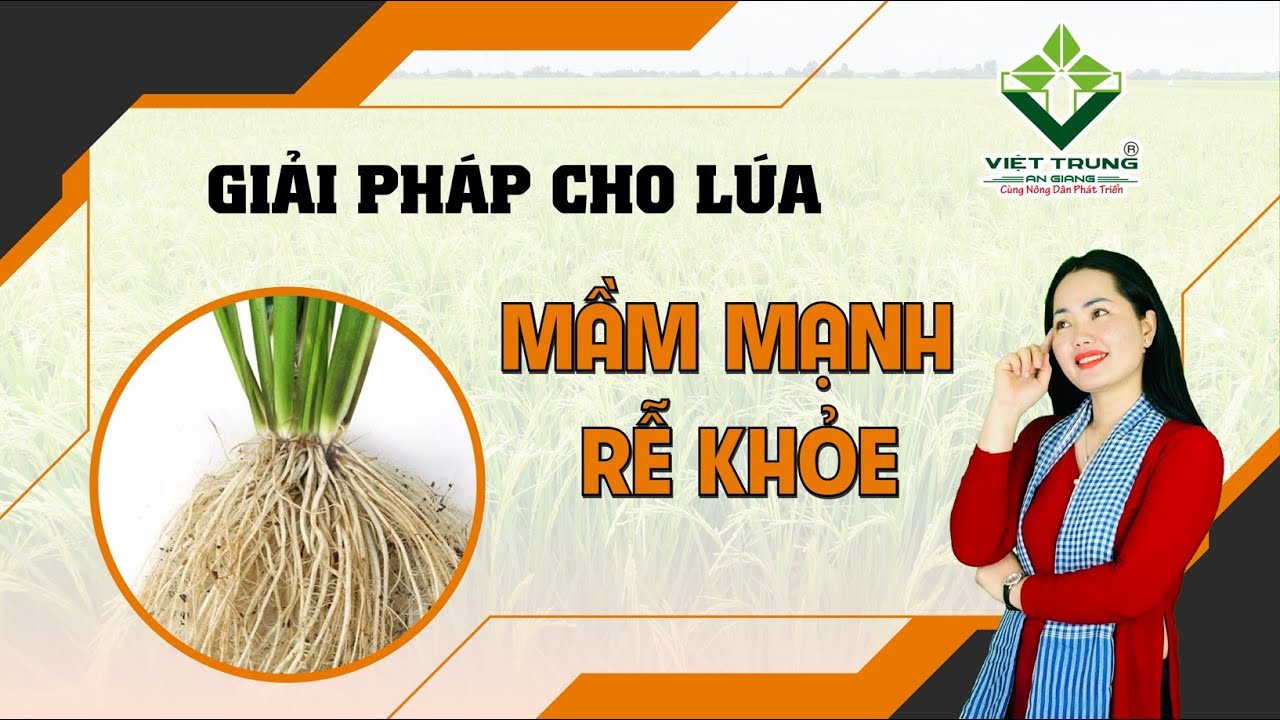 [Tư vấn kỹ thuật] SIÊU RỄ ROOTS - GIẢI PHÁP CHO LÚA MẦM MẠNH, RỄ KHỎE ...
