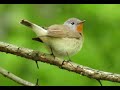 1003. Lejsek malý, Red-breasted Flycatcher, Zwergschnäpper, Малая мухоловка, Muchołówka mała