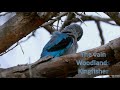 The vain woodlands kingfisher