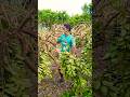 Guava Branch Bending &ndash; Natural Way to Boost Yield! 🌼 #shorts