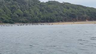 Lake Tyres Beach - Aquatic Birds Interacting