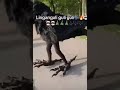 Lingan Guli Guli Guli рџ ЈпёЏрџ Ґ Credits Brainrot Page Lingan Guli Guli Guli рџ ЈпёЏрџ Ґ Credits Brainrot Page