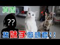 【豆漿 - SoybeanMilk】找了漂亮妹子　幫貓咪做頭套