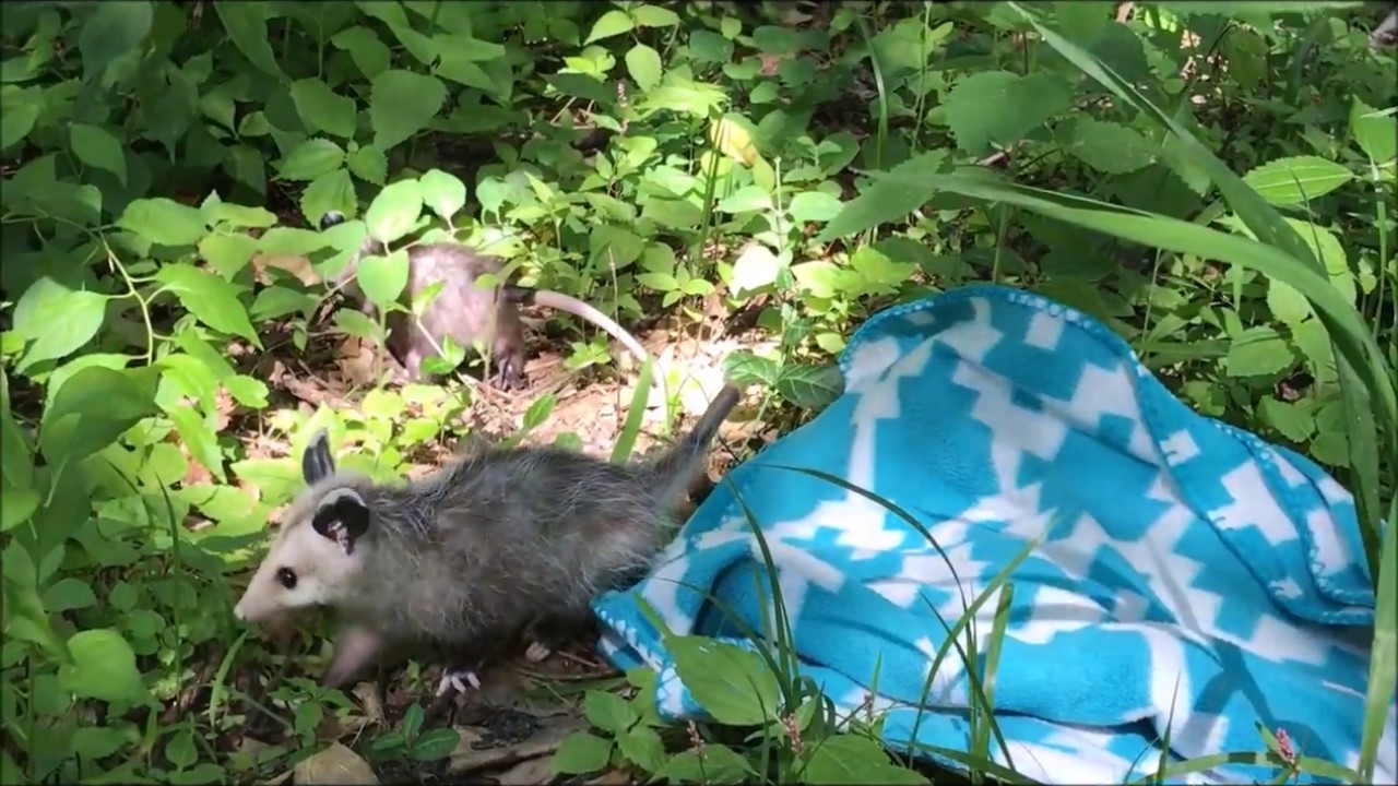 baby opossum skeleton Opossum and Squirrel release 6/7/2017