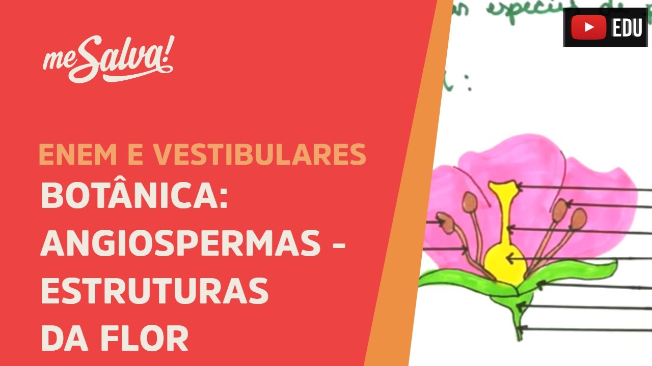 Qual É O Conceito Da Flor?
