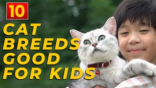 10 Cat Breeds Good For Kids by Deer Lodge Wildlife & Nature Channel 115 views 9 months ago 1 minute, 16 seconds