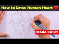 How To Draw Human Heart Easily 