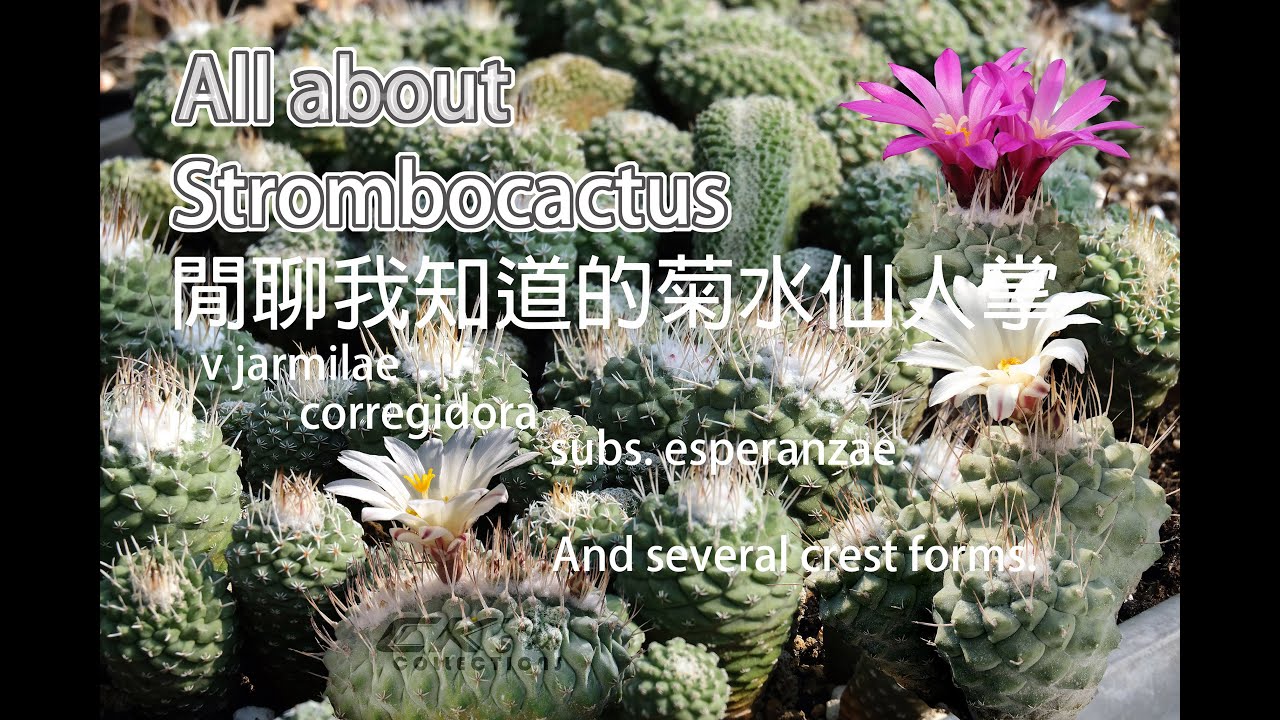 仙人掌世界中的經典-- 菊水仙人掌disciformis, v jarmilae , subs