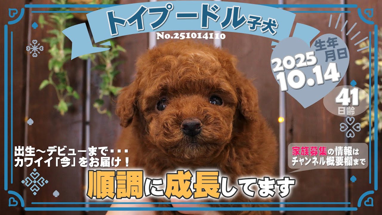トイプードル子犬｜2025.10.14生（41日齢）①｜レッドフォーン｜男の子