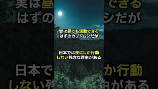 【ゆっくり解説】世界最強のカブトムシが夜に行動する理由についてこっそり教えます