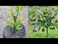Avocado growing fast with natural aloe vera  best method grafting avocado tree