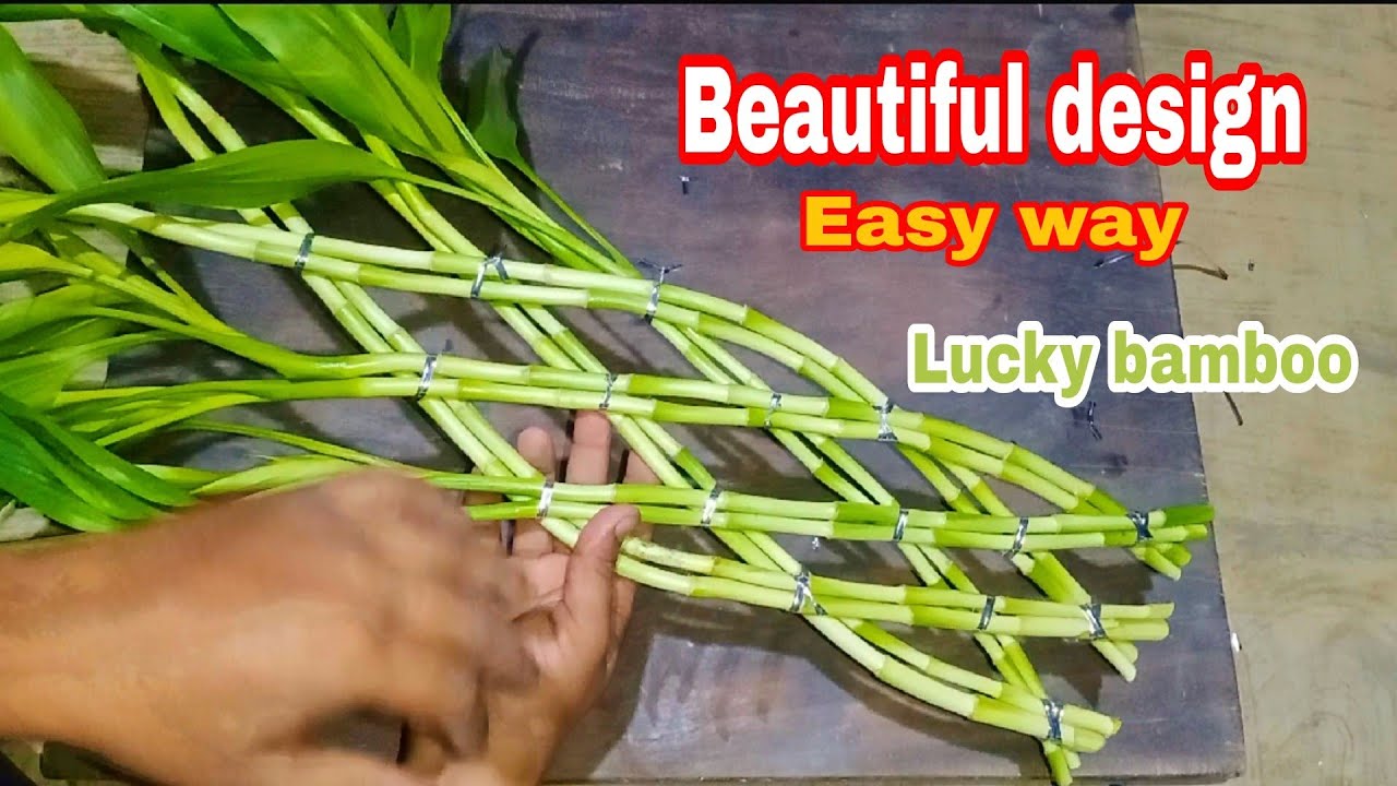 Amazing design of lucky bamboo using 12 stick. New design of lucky bamboo. simple lucky bamboo craft