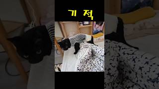 다시 걷게 된 후지 마비 고양이(우리 강인이 걸어요ㅠ) 3개의 다리로 힘차게 걷는 강인이 봐주세요ㅠ #고양이 #vlog #후지마비고양이
