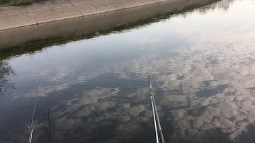 Câu cá diếc khủng ở Trạm bơm