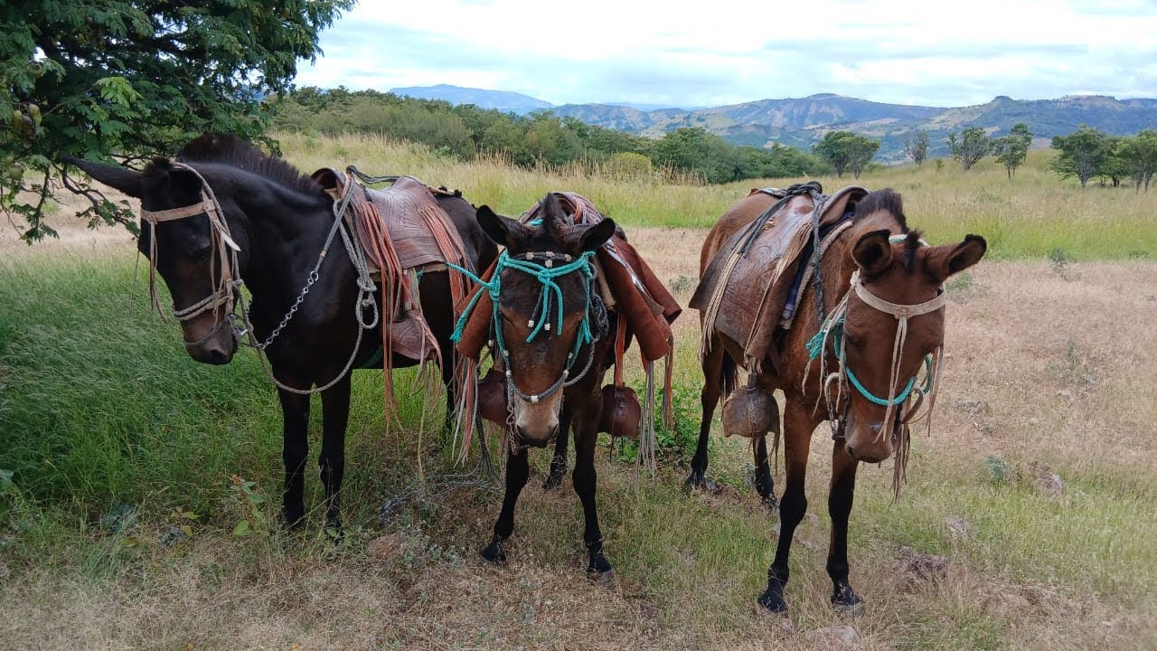 Mira como llega este ganado al nuevo potrero 