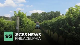 Amid heat wave, Penn Woods Winery workers are adjusting their routine