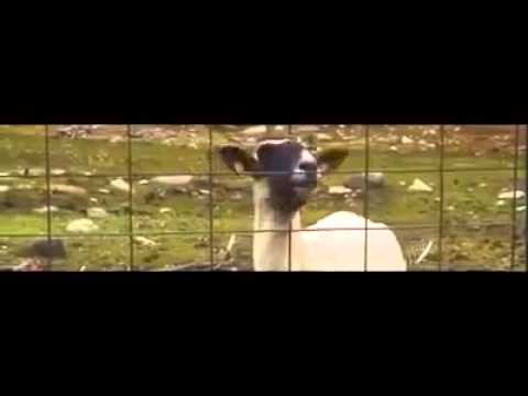 Taylor Swift - schaf verarsche