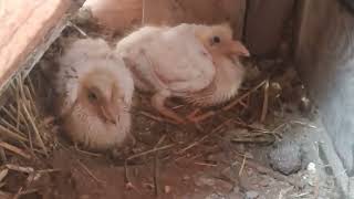 фазани їдять яйця, годую шкарлупкою, перші голубенята поштових голубів