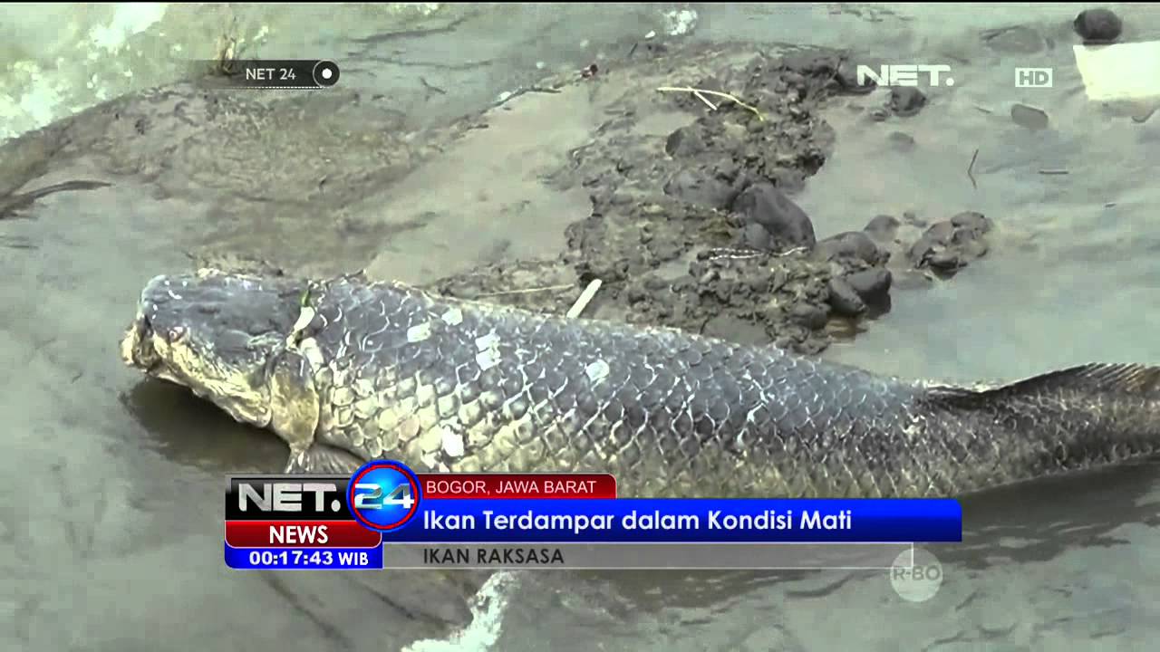 Ikan Raksasa Terdampar di Bogor NET24 YouTube
