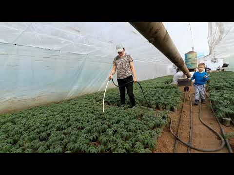 Поливной день. Используем Акварин.