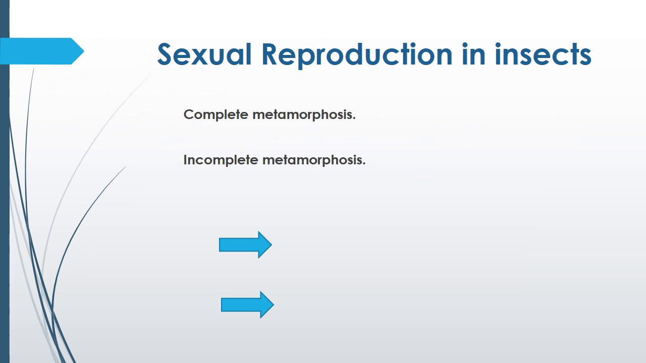 Reproduction in Insects - YouTube
