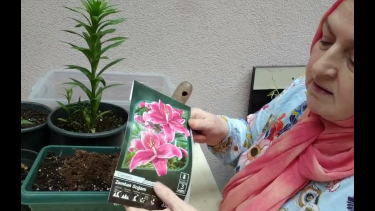 ALMIŞ OLDUĞUMUZ LİLYUM (LİLİUM) ZAMBAK SOĞANLARIMIZI NASIL EKERİZ VE NELERE DİKKAT ETMELİYİZ