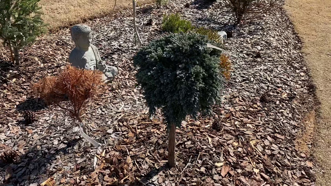 Winter tour of Conifers Garden // Feb 2021