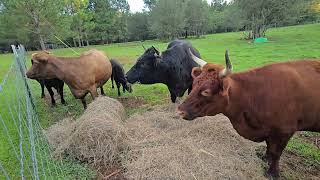 No Pecans for the Nosey Crew!