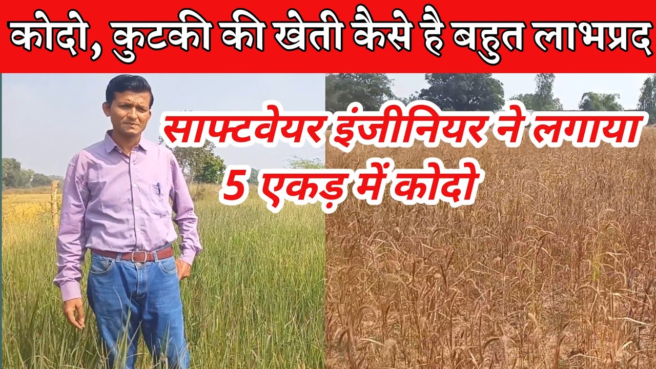 कोदो ,कुटकी की खेती कैसे है फायदेमंद ।। Profit Of kodo kutki Farming ।। kodo, kutki ki kheti