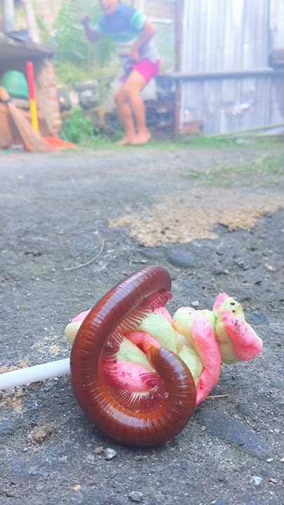 With confidence, I managed to tame the centipede using candy #shorts #candy