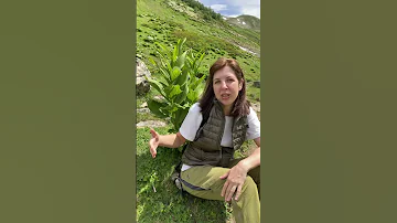 Кукольник (чемерица Лобеля)