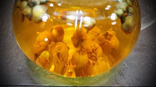 Tea made from snow lotus flowers.