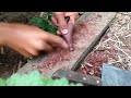 DIY Slingshot - Making Small Slingshot So Cute !