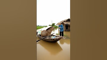 Capybara Cứu Bà Cụ Qua Lũ