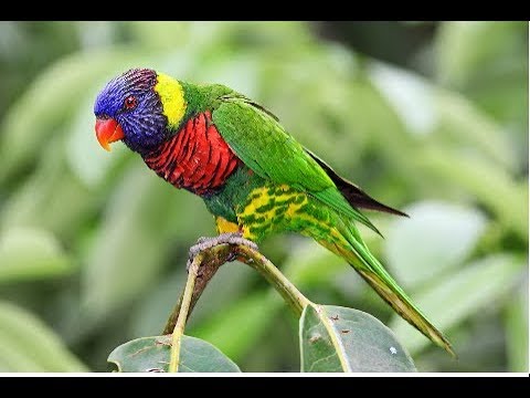 Burung Nuri Pelangi Youtube