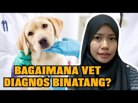 Video: Mengurangkan Ketakutan Haiwan Peliharaan Dalam Pengaturan Haiwan: Pengalaman Seorang Doktor Haiwan