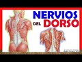 🥇 NERVIOS DEL DORSO. (Inervación). ¡Explicación fácil y sencilla!