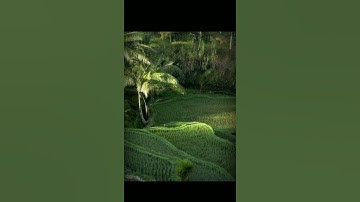 CINEMATIC VIDEO ALAM SAWAH PEDESAAN