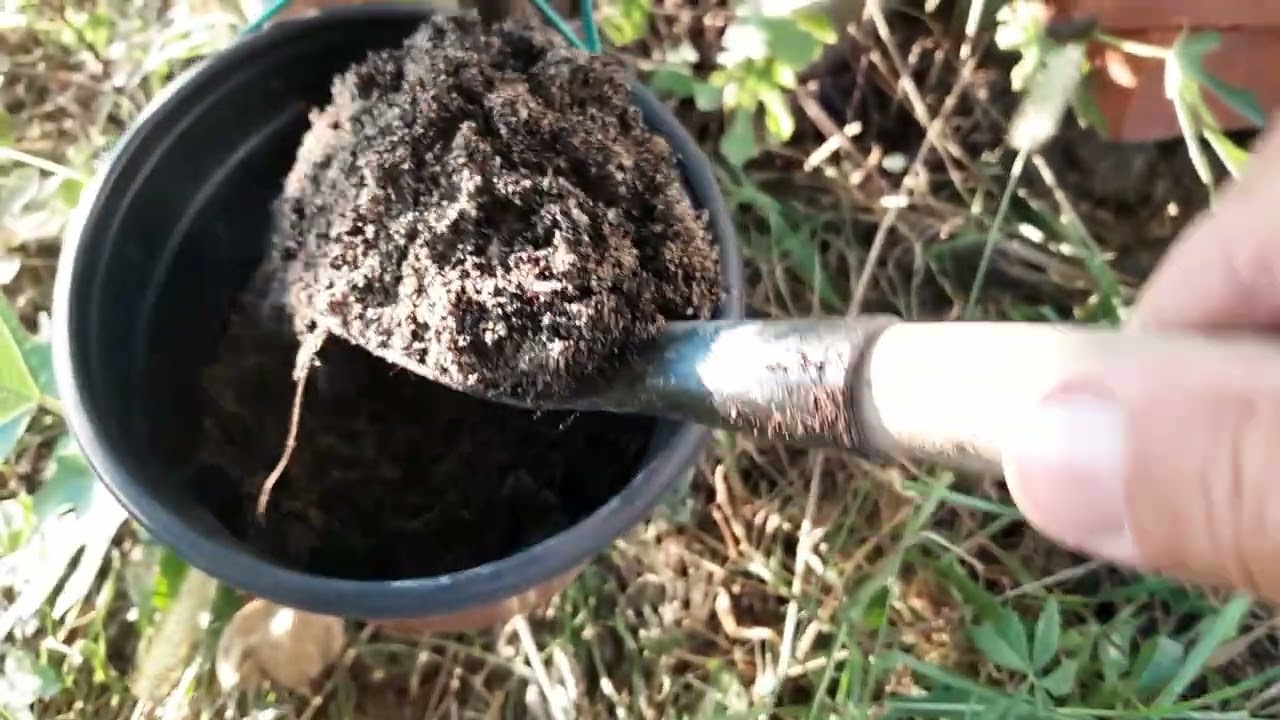 Još jedan način  jesenjeg razmnožavanja smokve