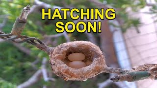 Allen's Hummingbird Laying the Second Egg | Provide Nesting Material by Hummingbird Spot 87,414 views 2 months ago 1 minute, 38 seconds