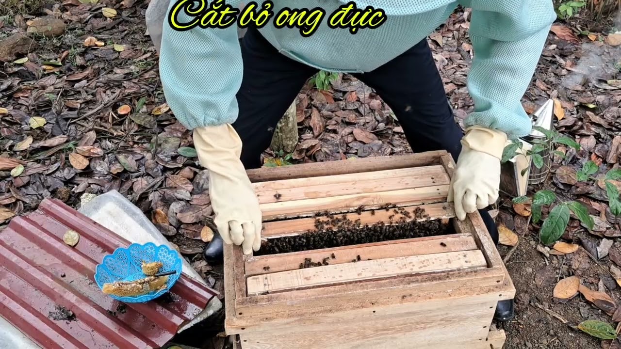 Kiểm tra đàn ong sau khi lao cầu #kythuatnuoiong 