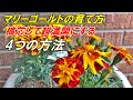 【花】マリーゴールドの育て方・摘芯