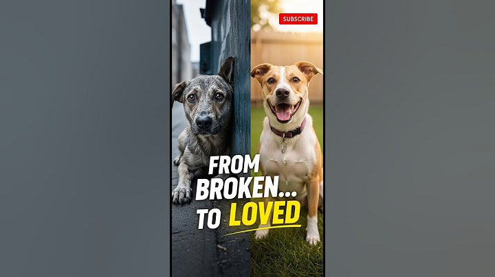 "This Dog Was Left to Die… Until a Stranger Changed Everything 💔❤️ #Shorts