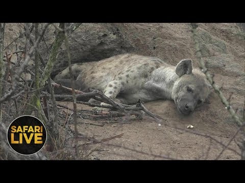 leopard print safariLIVE - November 1, 2018 - Sunrise Safari